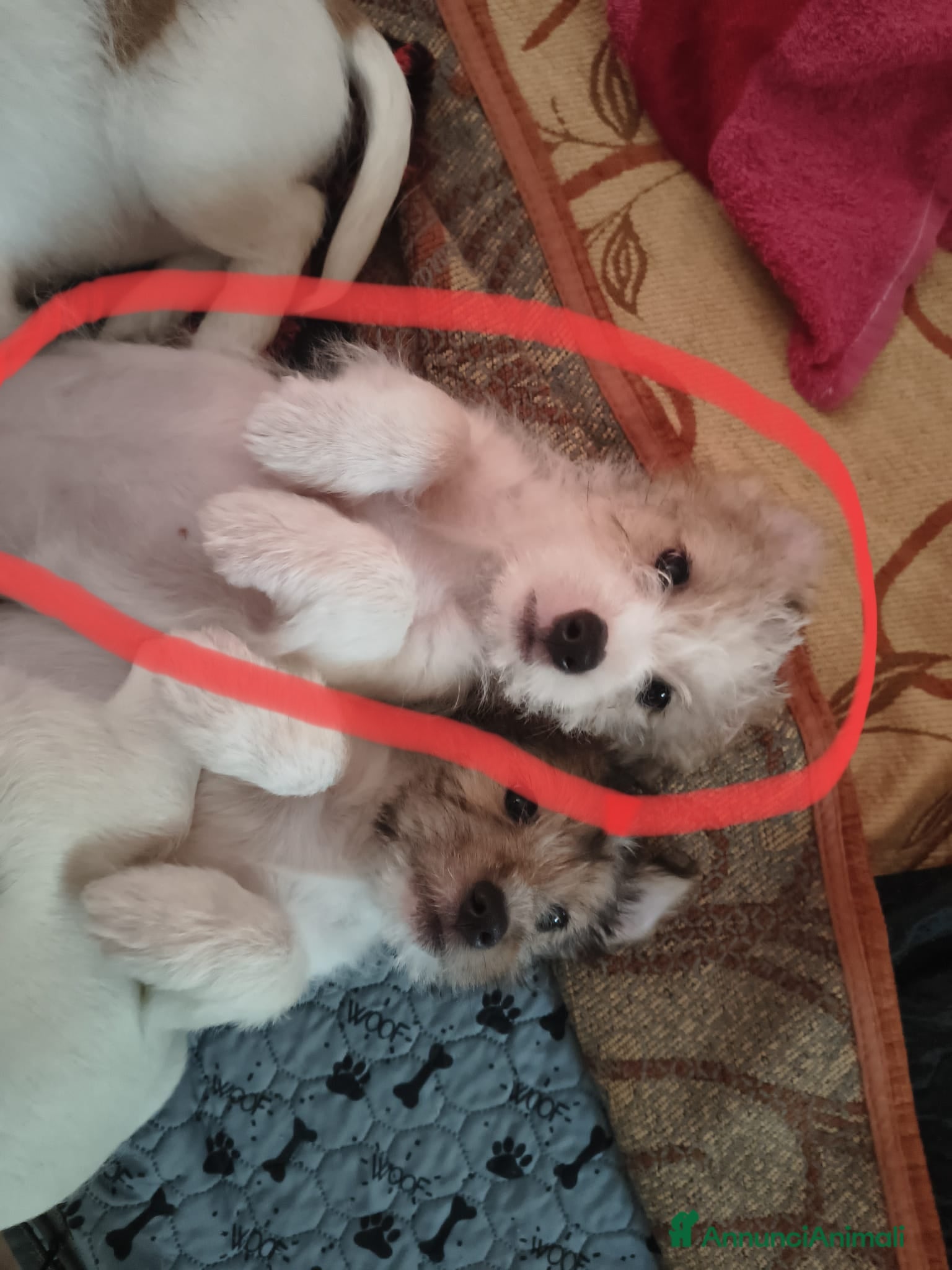 Jack Russell cani Jack russel - Annuncio 6