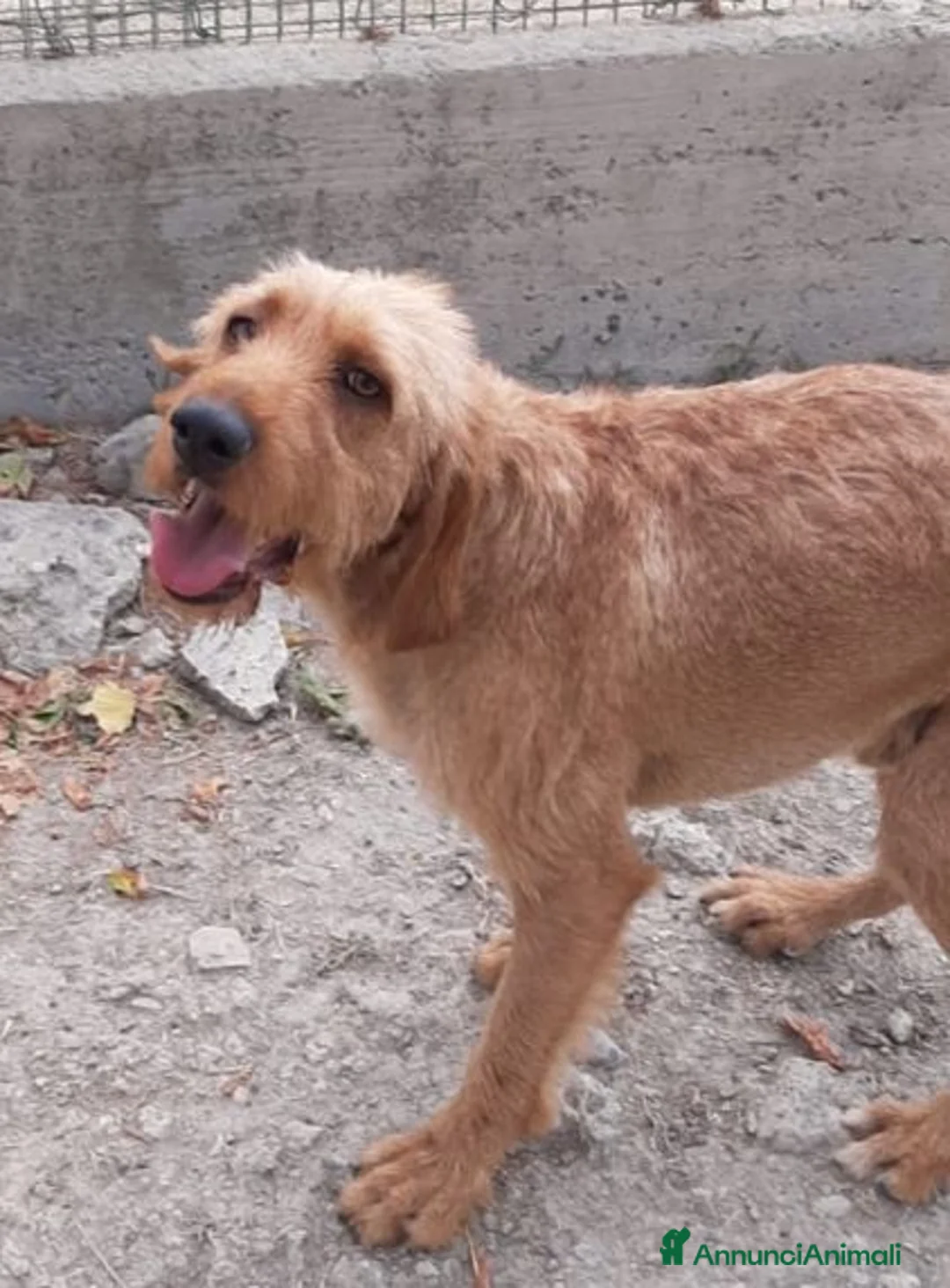 Segugio cani in regalo: DICK 6anni senza più una casa - Annuncio 1