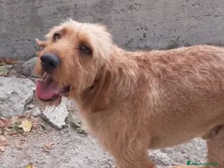 Segugio cani DICK 6anni senza più una casa - Annuncio 11