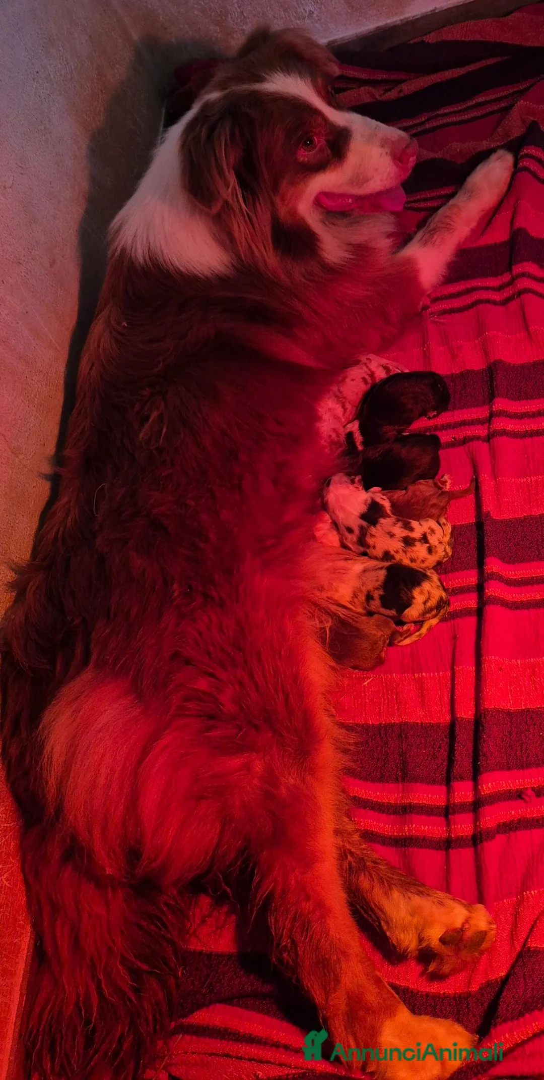 Australian Shepherd cani in vendita: Cuccioli di pastore australiano  - Annuncio 6