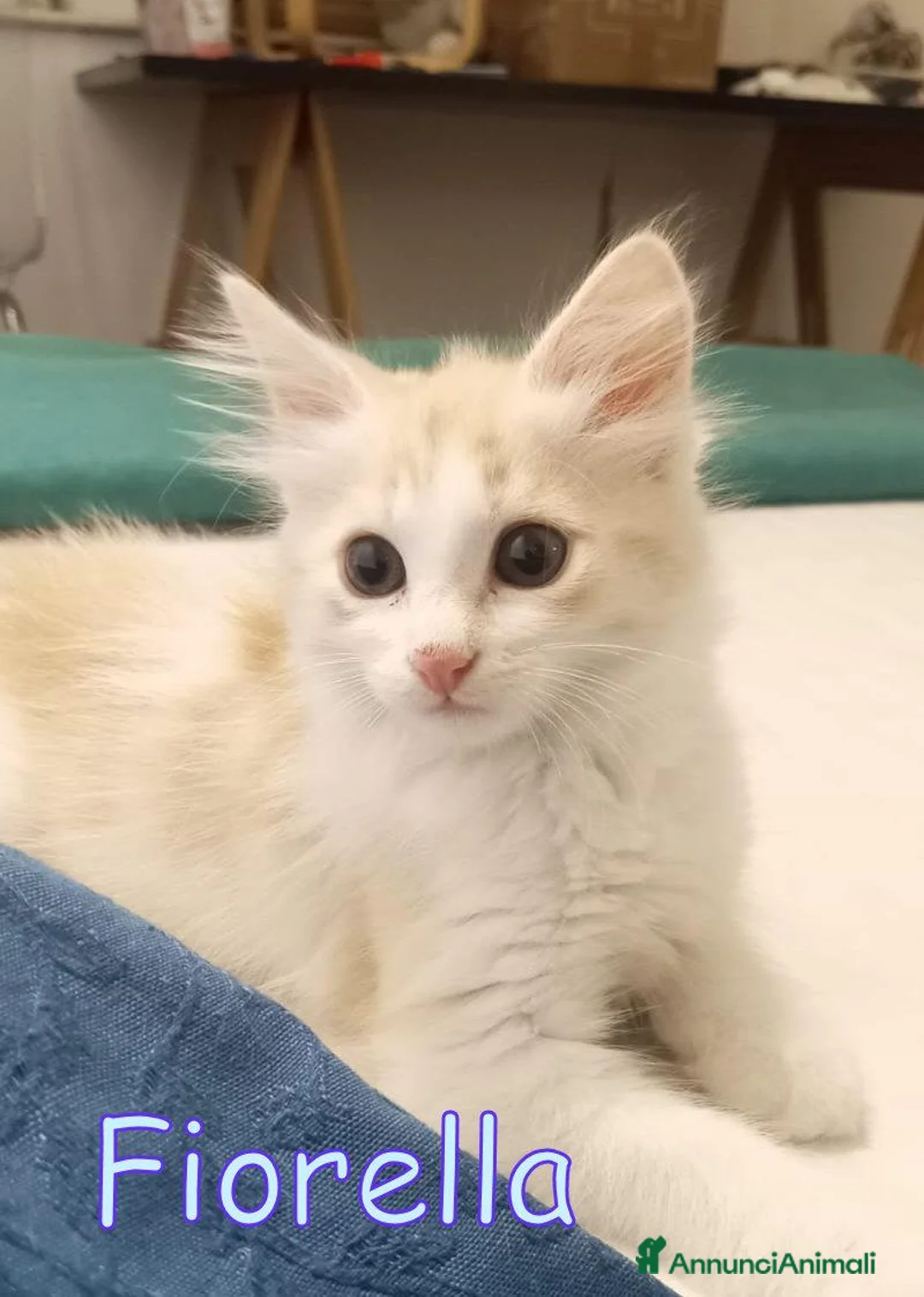 Europeo gatti in regalo: FIORELLA, UNA NUVOLA DI DOLCEZZA CERCA CASA! - Annuncio 6