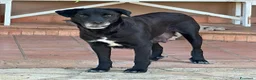 Meticcio cani in regalo: BELLA 🩷 una cagnolona che aspetta il lieto fine a Provincia di Mantova - Annuncio 2