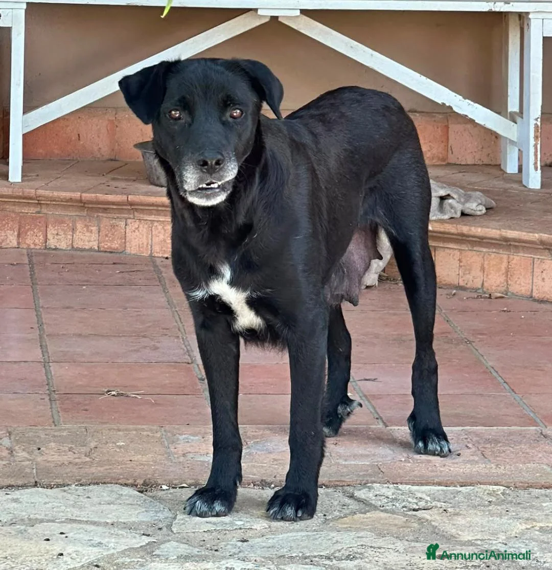 Meticcio cani in regalo: BELLA 🩷 una cagnolona che aspetta il lieto fine a Provincia di Mantova - Annuncio 2