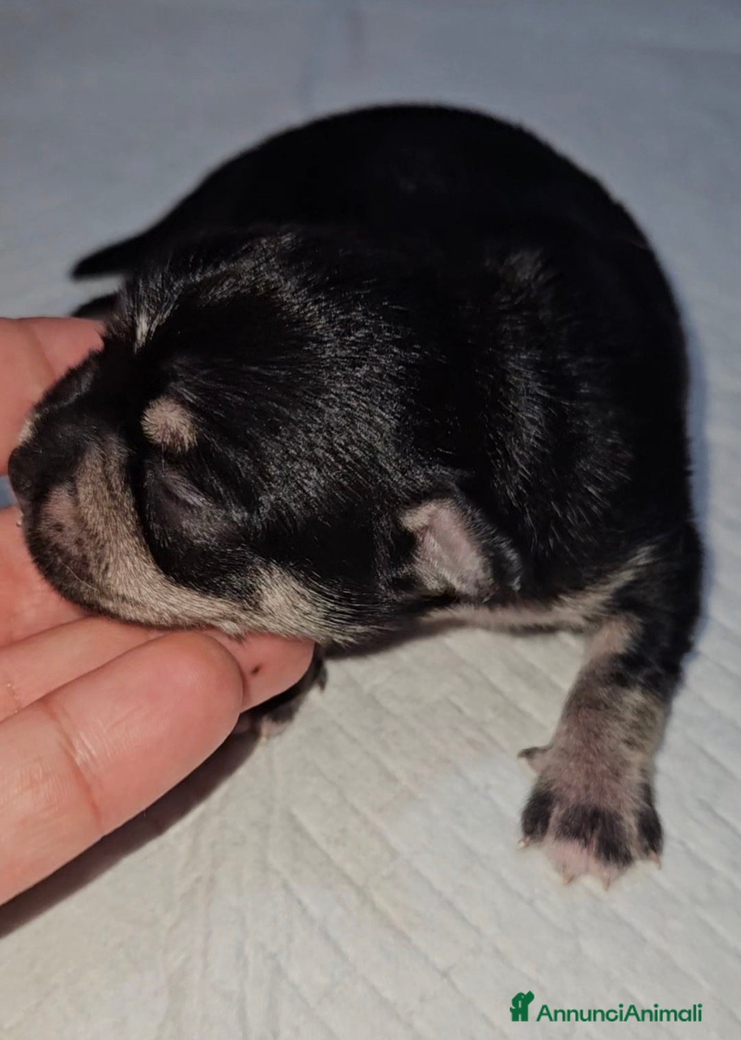 Chihuahua cani in vendita: Chihuahua pedigree Enci  - Annuncio 4