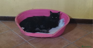 Maine Coon gatti - Annuncio 6