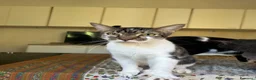 Europeo gatti in regalo: Gatti in adozione! a Provincia di Vicenza - Annuncio 9