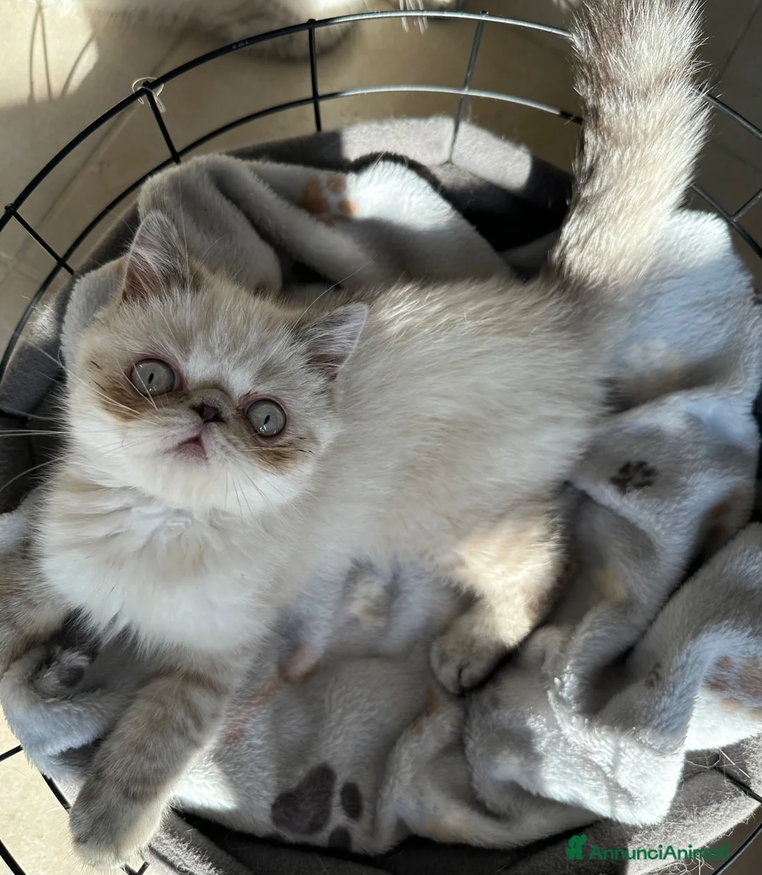 Exotic Shorthair gatti in vendita: Exotic shorthair cucciolo  - Annuncio 3
