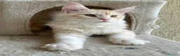 Maine Coon gatti in vendita: Maschio Maine Coon  - Annuncio 7