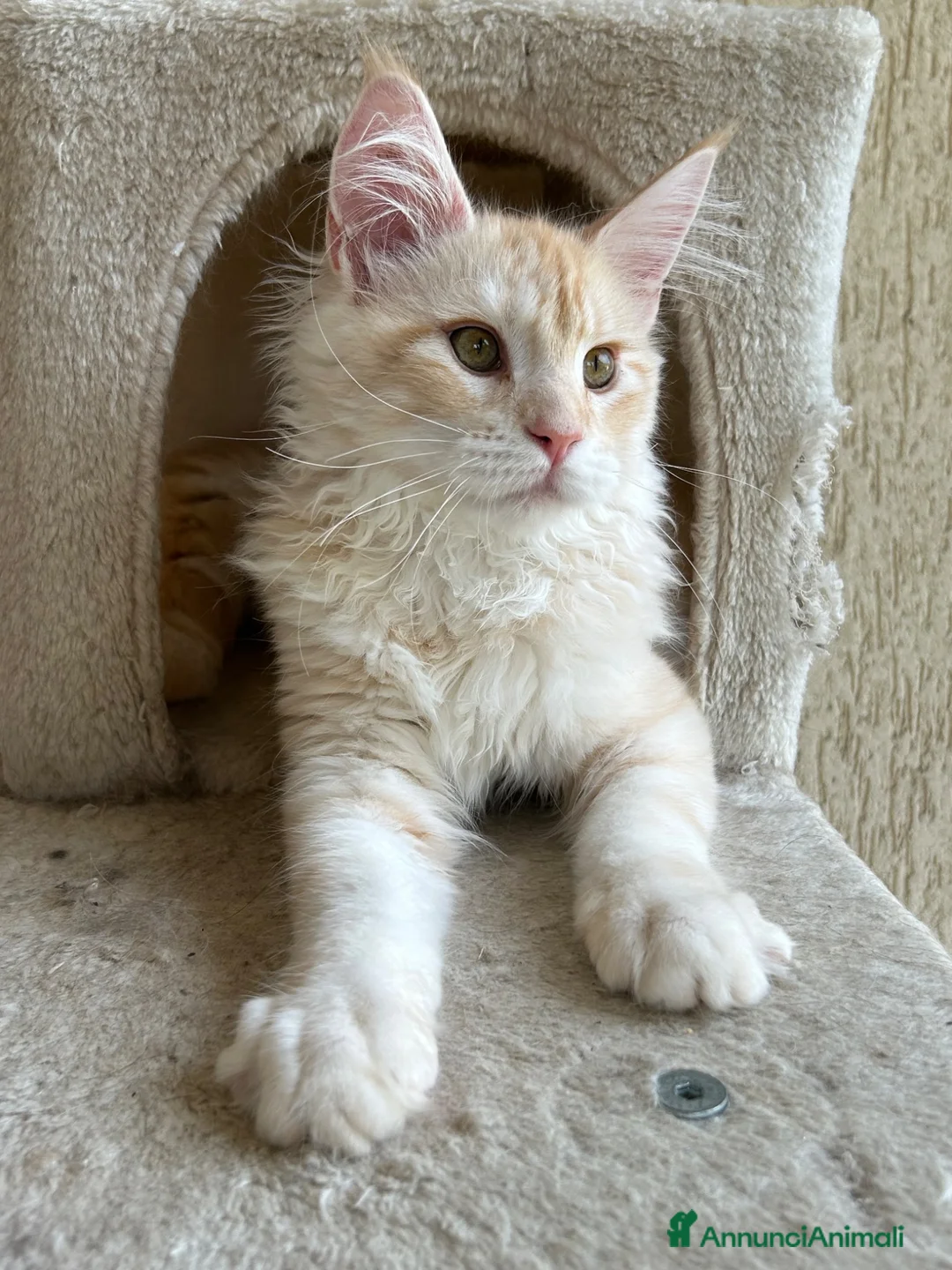 Maine Coon gatti in vendita: Maschio Maine Coon  - Annuncio 7