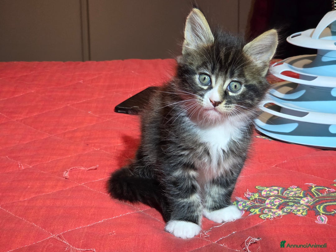 Maine Coon gatti in vendita: Vendo Cuccioli di Maine Coon - Annuncio 20