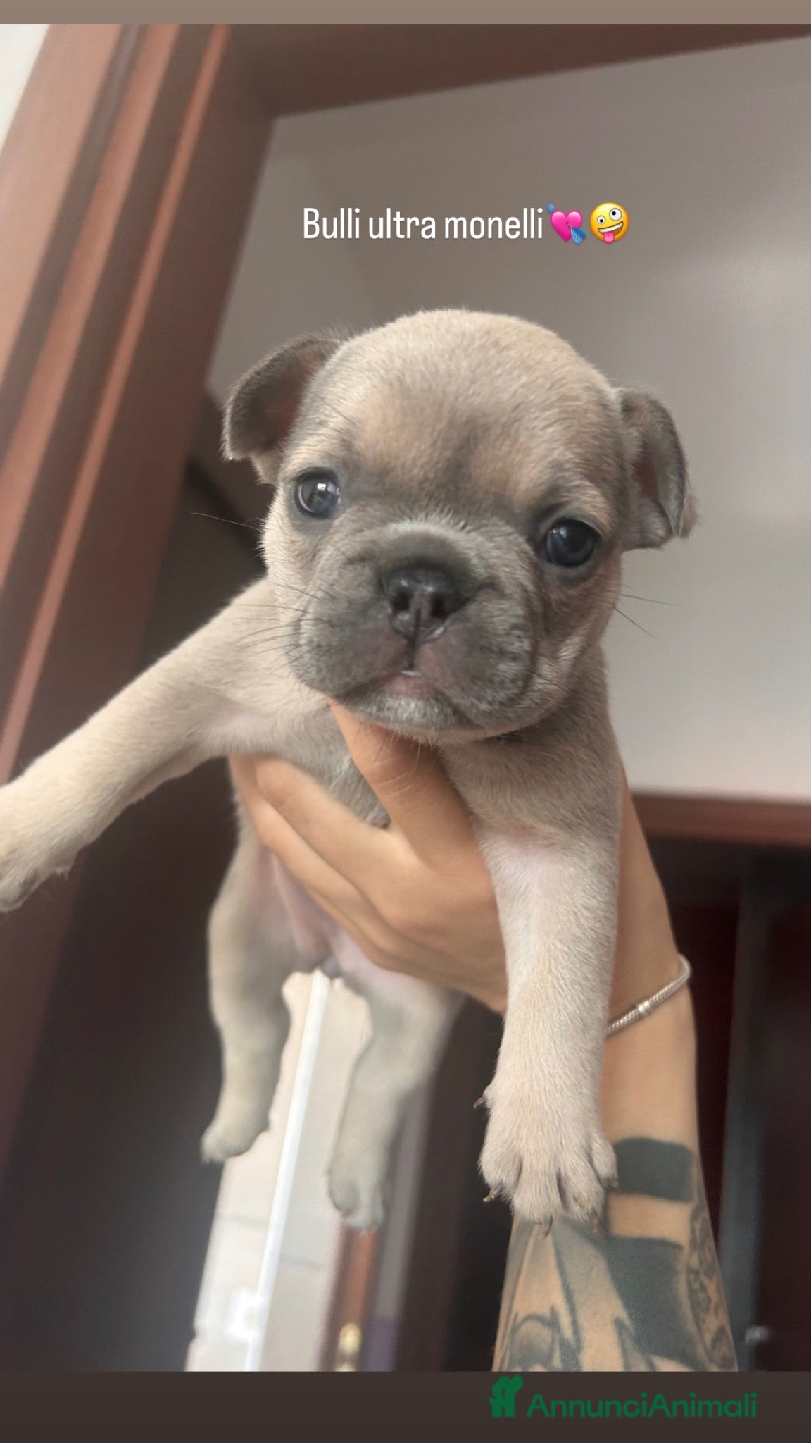 Bulldog Francese cani BulldogFrancese Esotico  - Annuncio 1