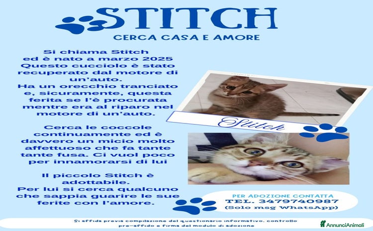 Europeo gatti a Provincia di Bergamo - Annuncio 15