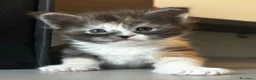 Maine Coon gatti in vendita: Cuccioli Maine Coon con pedigree  - Annuncio 7
