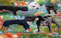 Staffordshire cani in vendita: Cucciolo di Staffy  a Provincia del Verbano-Cusio-Ossola - Immagine 6
