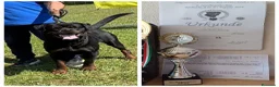 Rottweiler cani in vendita: Disponibili cuccioli rottweiler - Annuncio 2