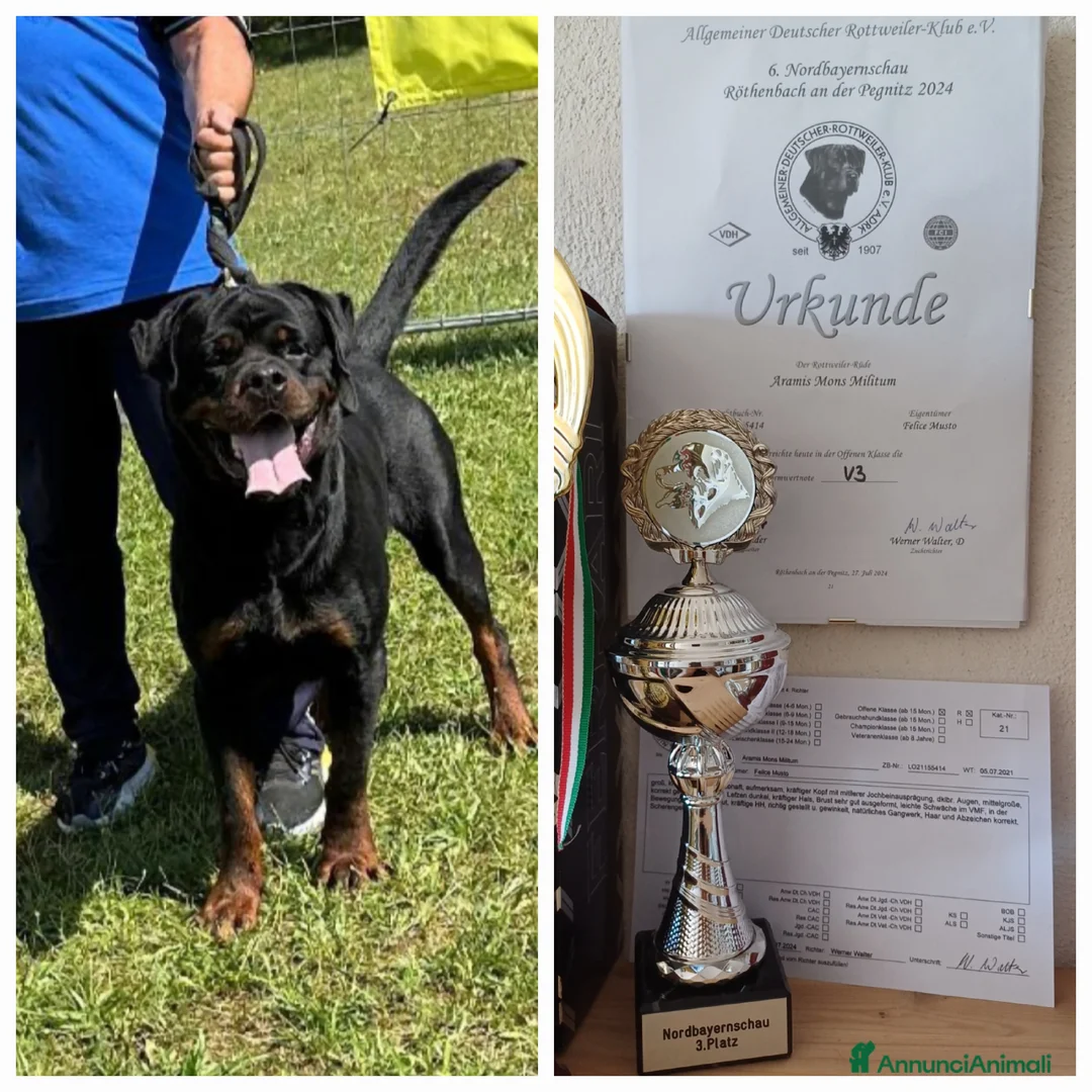 Rottweiler cani in vendita: Disponibili cuccioli rottweiler - Annuncio 2
