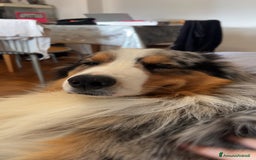 Australian Shepherd cani per accoppiamento: Pastore australiano maschio disponibile per monta a Città Metropolitana di Torino - Immagine 2