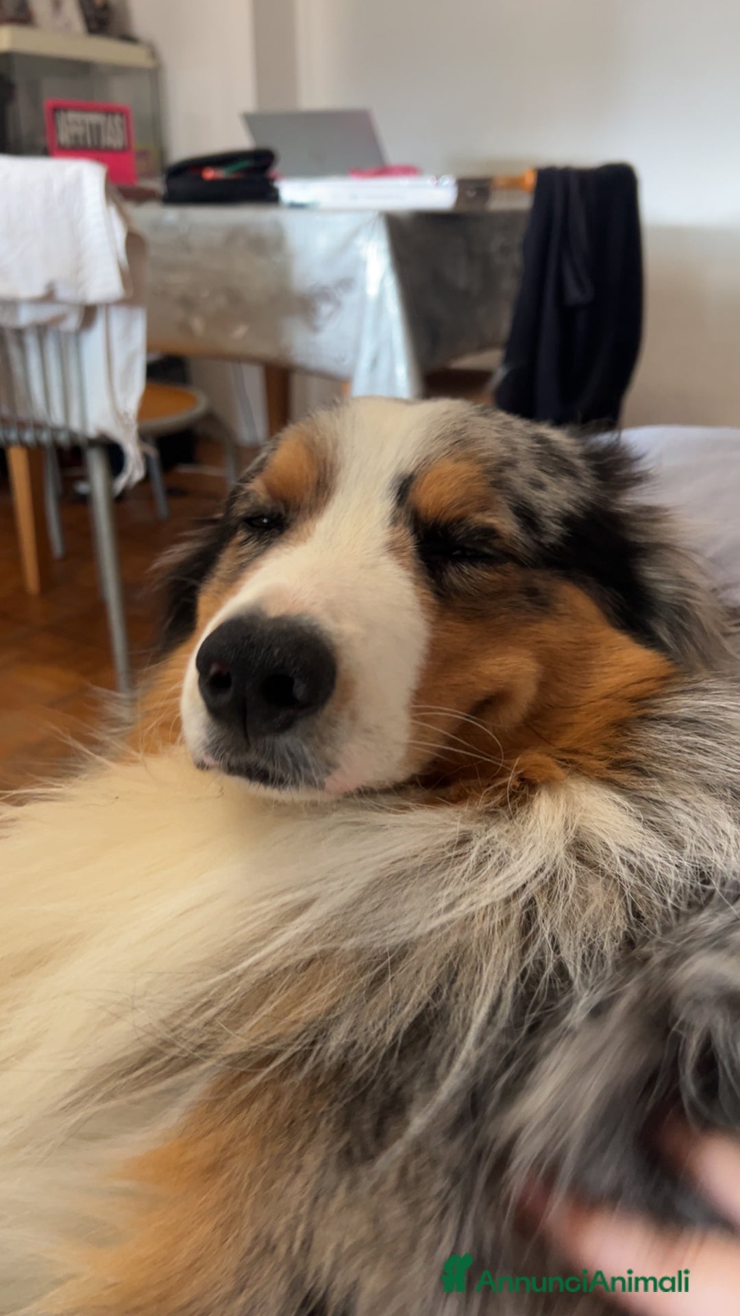 Australian Shepherd cani per accoppiamento: Pastore australiano maschio disponibile per monta a Città Metropolitana di Torino - Immagine 2