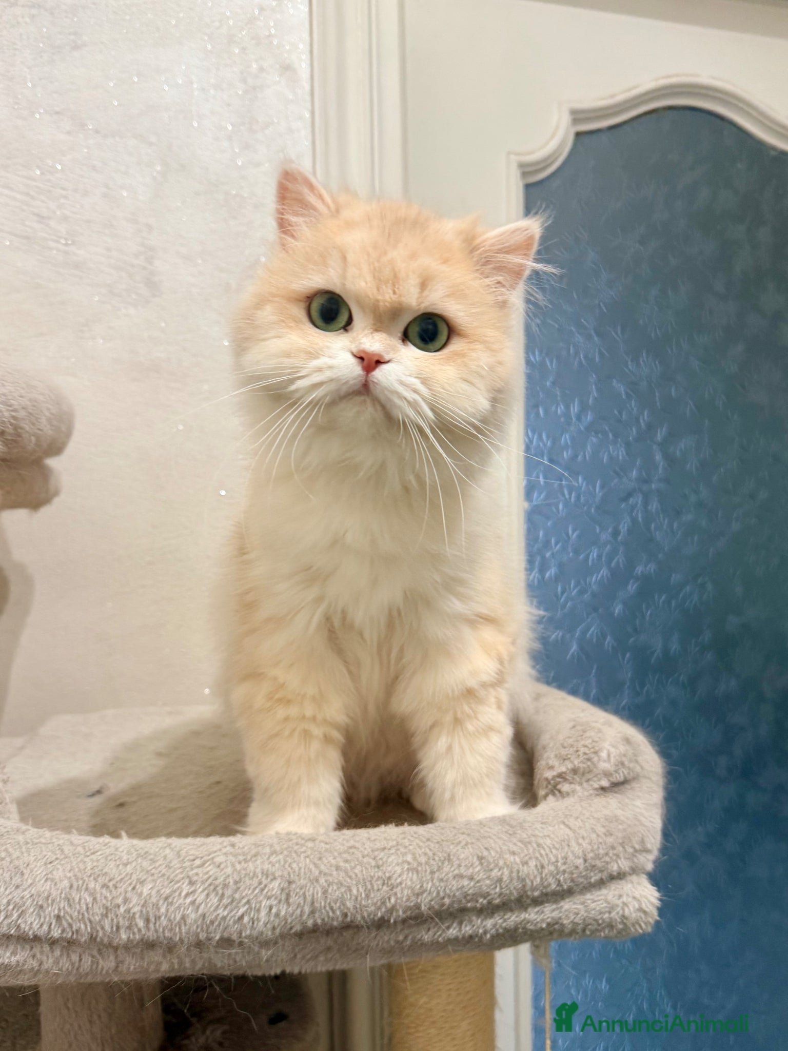 British gatti British longhair  femmina lilac golden  - Annuncio 8