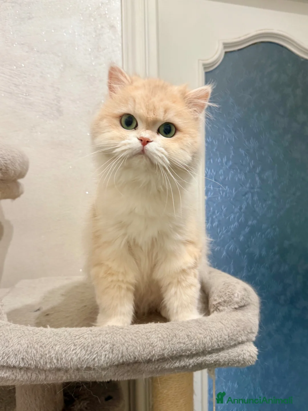 British gatti in vendita: British longhair  femmina lilac golden  - Annuncio 1