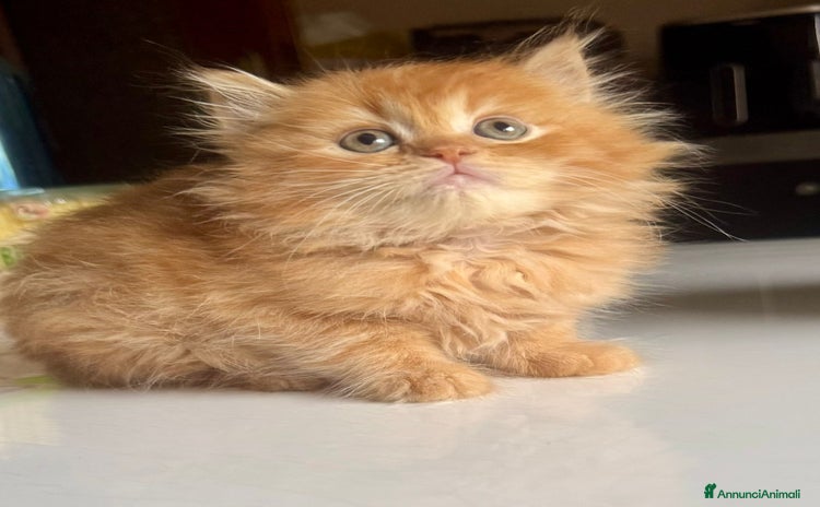 Persiano gatti a Provincia di Reggio Emilia - Annuncio 13