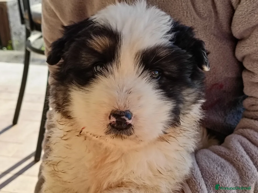 Meticcio cani in vendita: CUCCIOLO METICCIO - Annuncio 2