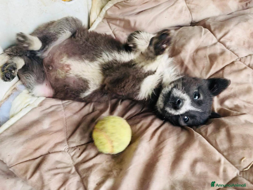 Meticcio cani in regalo: 4 cucciolotti meravigliosi cercano casa - Annuncio 27