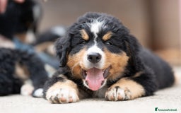 Bovaro del Bernese cani in vendita: Bernerdok's Aunts Cuccioli Y a Città Metropolitana di Torino - Immagine 8