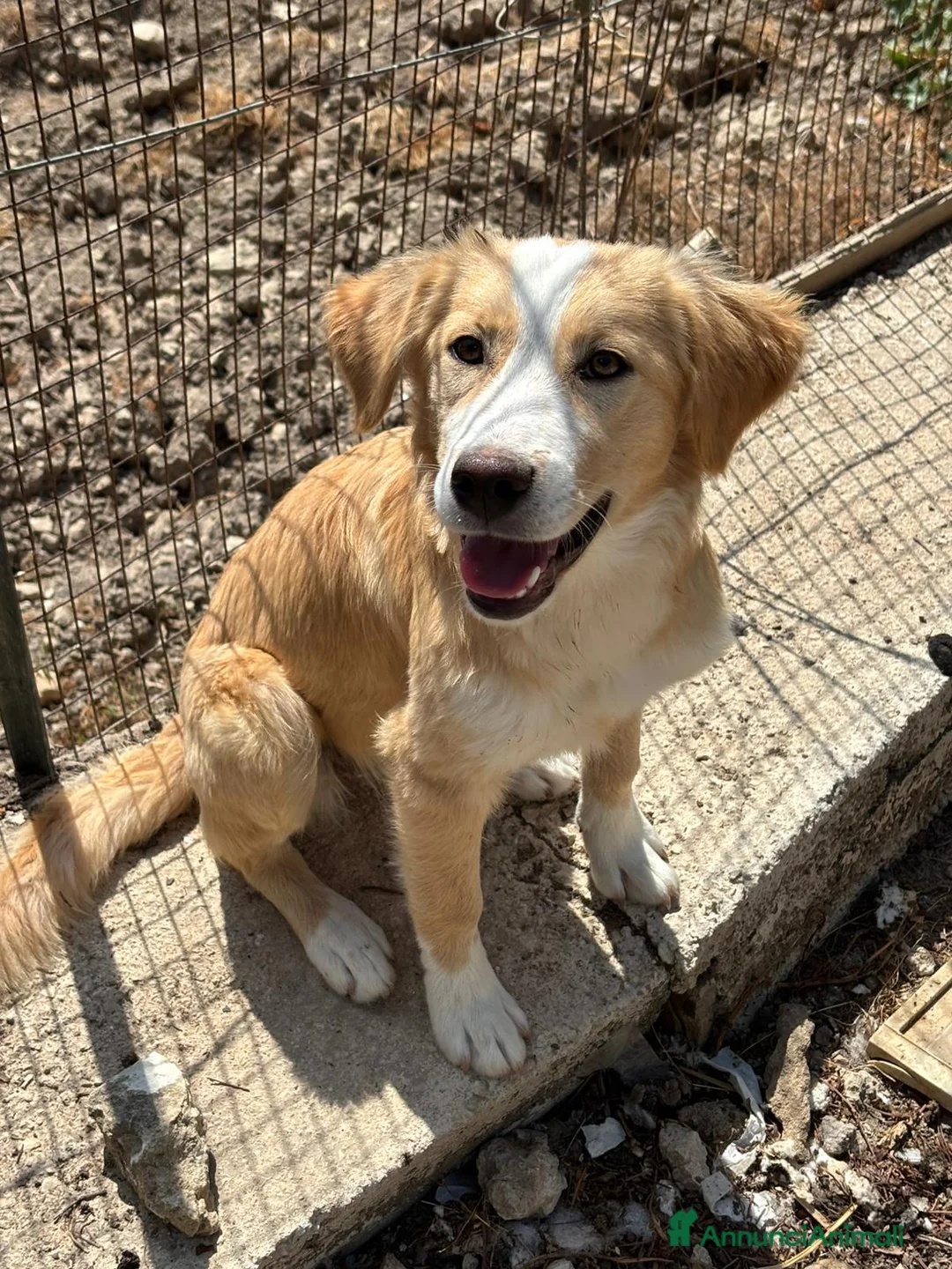 Meticcio cani in regalo: TROPPI CUCCIOLI SOLI IN RIFUGIO  a Provincia di Verona - Annuncio 2