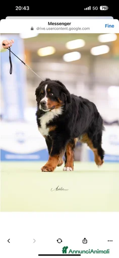 Immagine della galleria {{count}}