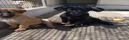 Meticcio cani in regalo: Rosa e Luna, simil pastorine! (4 mesi)  - Annuncio 1