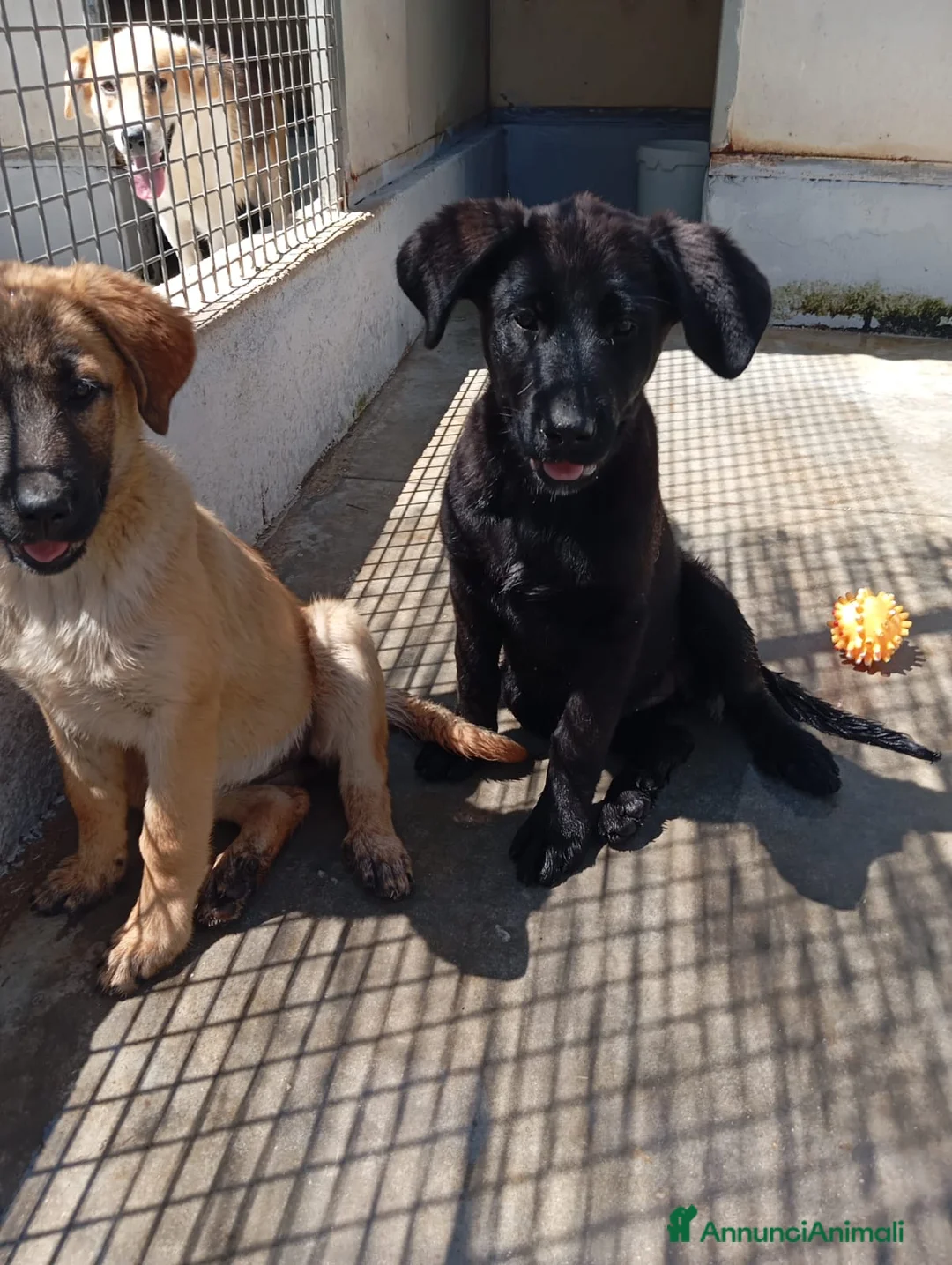 Meticcio cani in regalo: Rosa e Luna, simil pastorine! (4 mesi)  - Annuncio 1