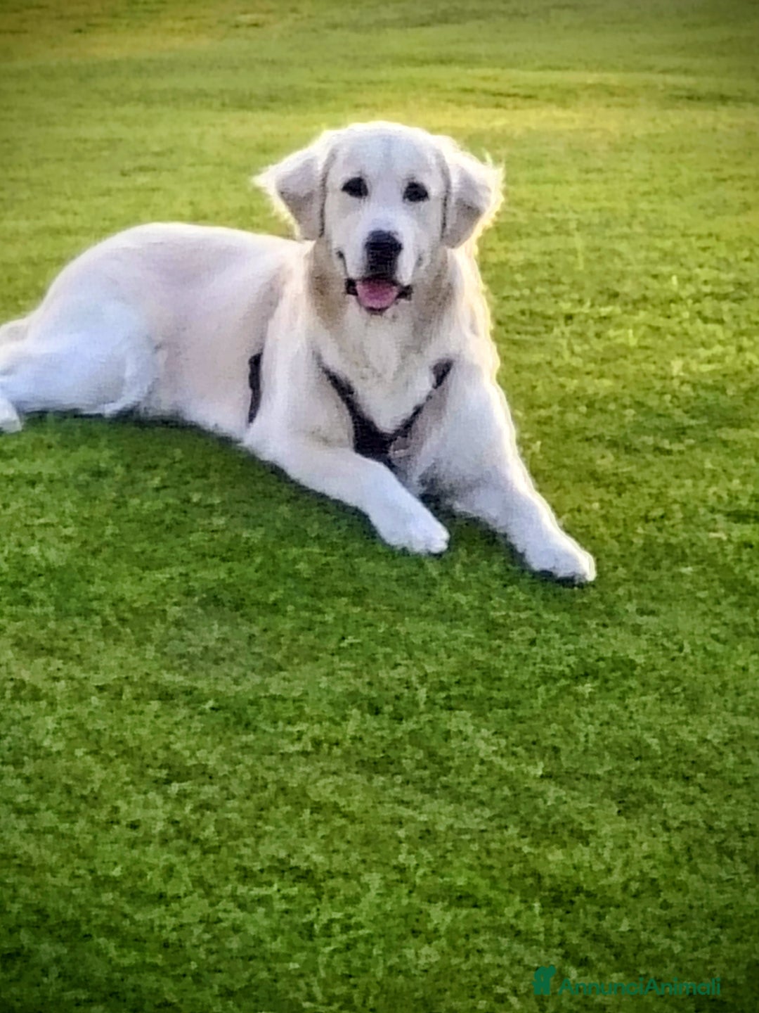 Golden Retriever cani per accoppiamento: Accoppiamento  - Annuncio 3