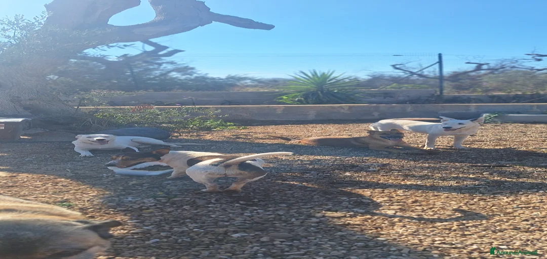 Immagine della galleria {{count}}