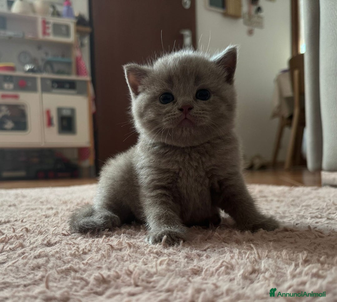Scottish gatti in vendita: Scottish blu pointer straight  a Provincia di Gorizia - Immagine 14