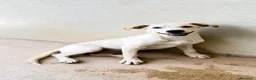 Meticcio cani in regalo: Misty - Annuncio 3