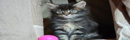 Maine Coon gatti in vendita: Vendo Cuccioli di Maine Coon - Annuncio 13