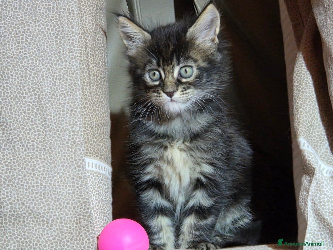 Maine Coon gatti in vendita: Vendo Cuccioli di Maine Coon - Annuncio 13