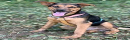 Pastore Tedesco cani in regalo: DARIUS, cucciolo mix PASTORINO dall'anima gentile. - Annuncio 5
