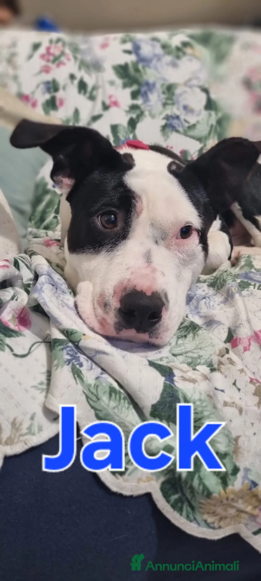 Meticcio cani in regalo: JACK CUCCIOLO MIX AMSTAFF  - Annuncio 3