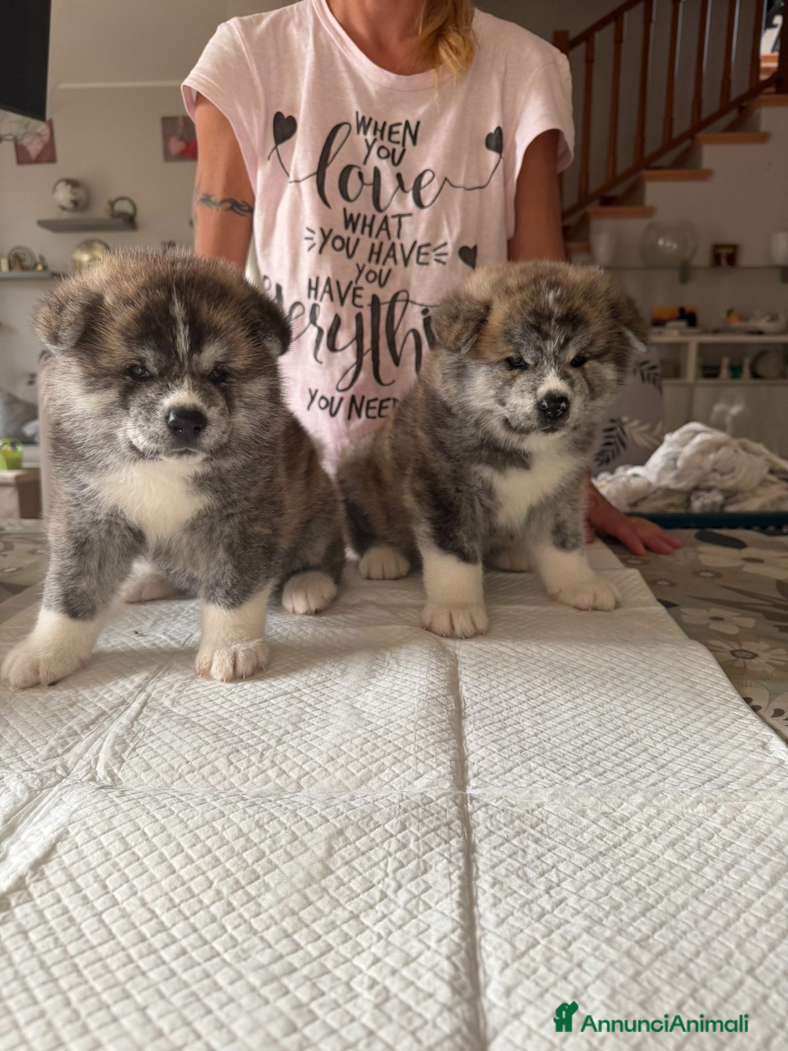 Akita Inu cani Splendidi Cuccioli di Akita con Pedigree - Annuncio 2