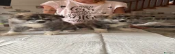 Akita Inu cani in vendita: Splendidi Cuccioli di Akita con Pedigree a Provincia di Lodi - Annuncio 2