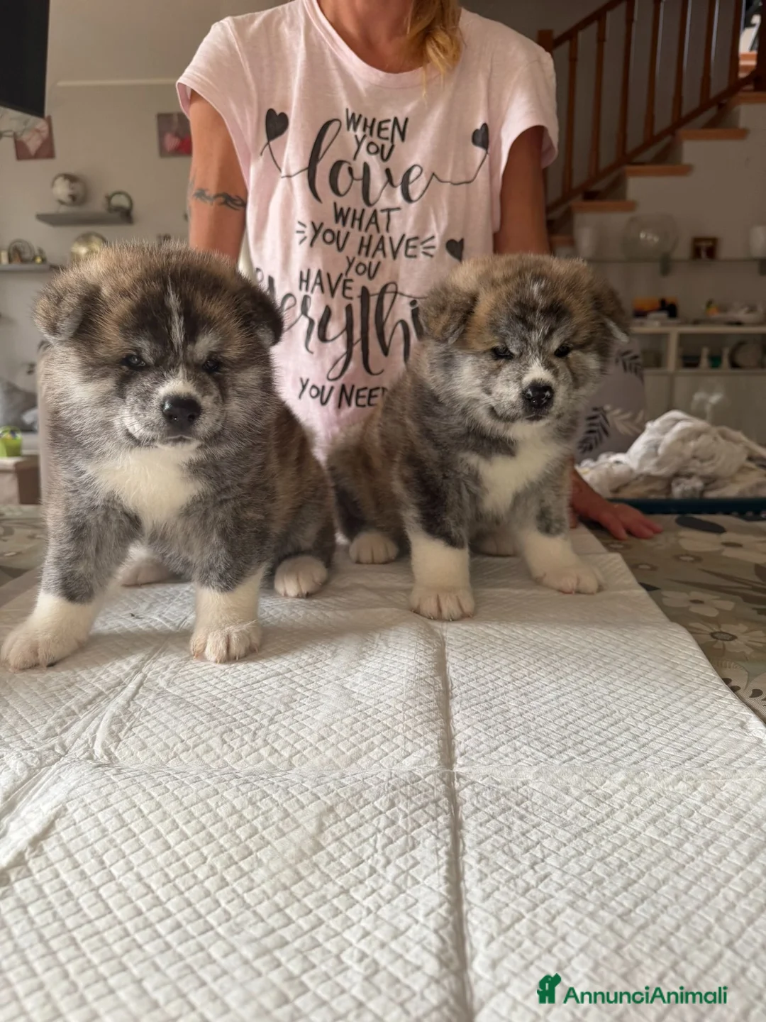 Akita Inu cani in vendita: Splendidi Cuccioli di Akita con Pedigree a Provincia di Lodi - Annuncio 2