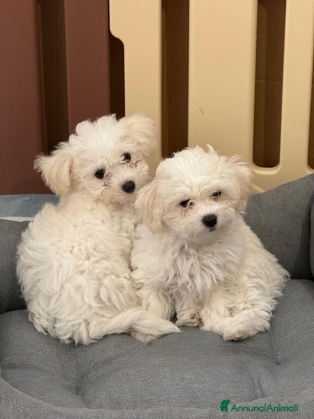 Bolognese cani in vendita: Due cuccioli di razza bolognese cercano casa - Annuncio 5