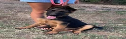 Pastore Tedesco cani in vendita: Cuccioli da esposizione  - Annuncio 5