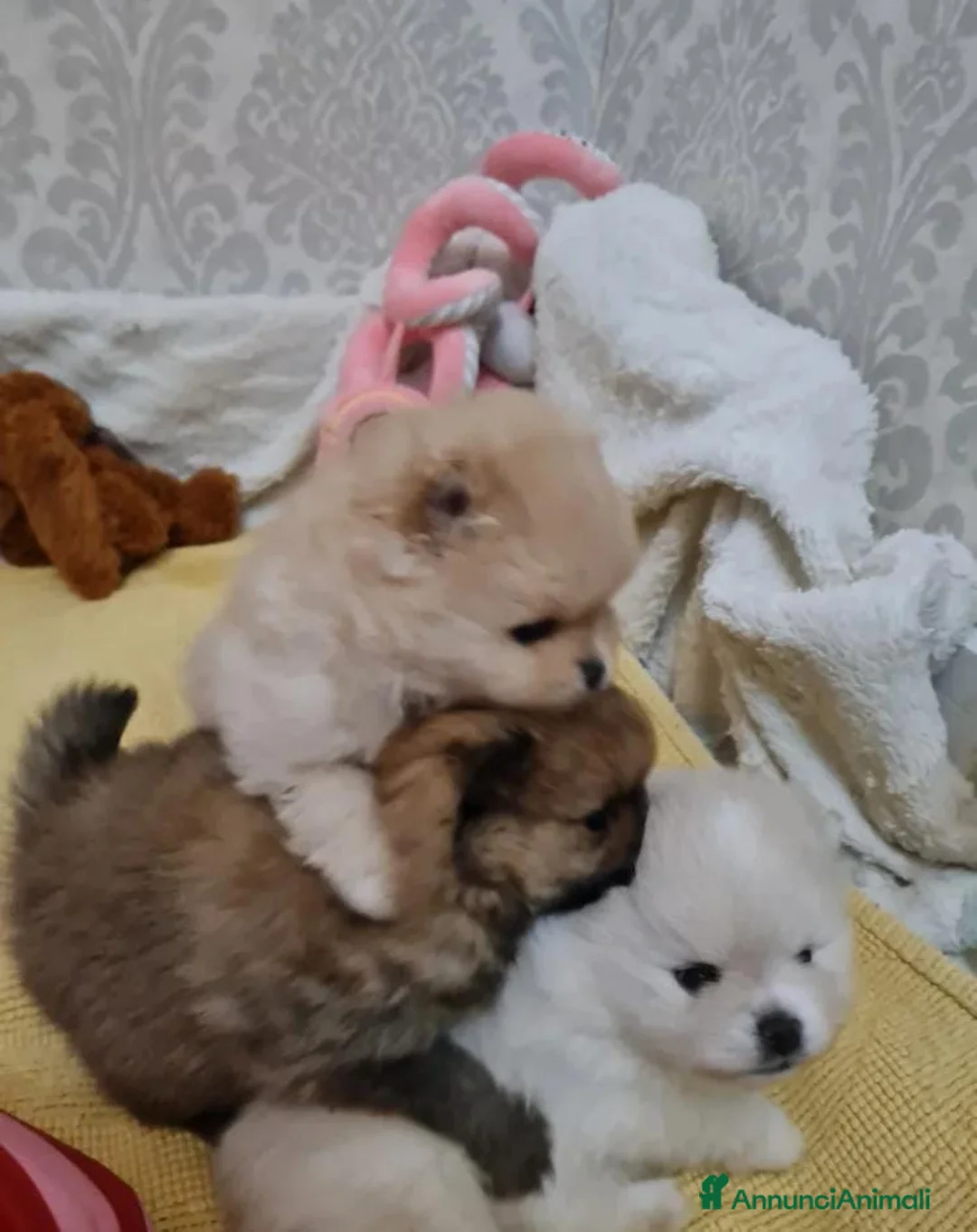 Volpino Pomerania cani in vendita: Adorabili cuccioli di Pomerania mini Teddy  - Annuncio 5