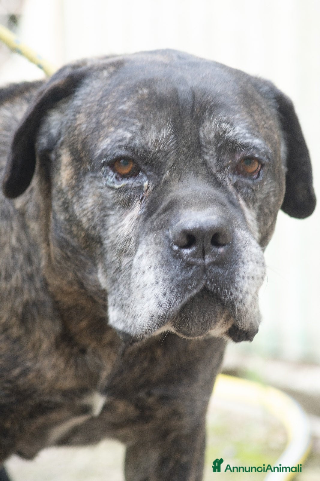Cane Corso cani MAMBO CERCA IL SUO MIRACOLO, ADOZIONE A DISTANZA - Annuncio 1