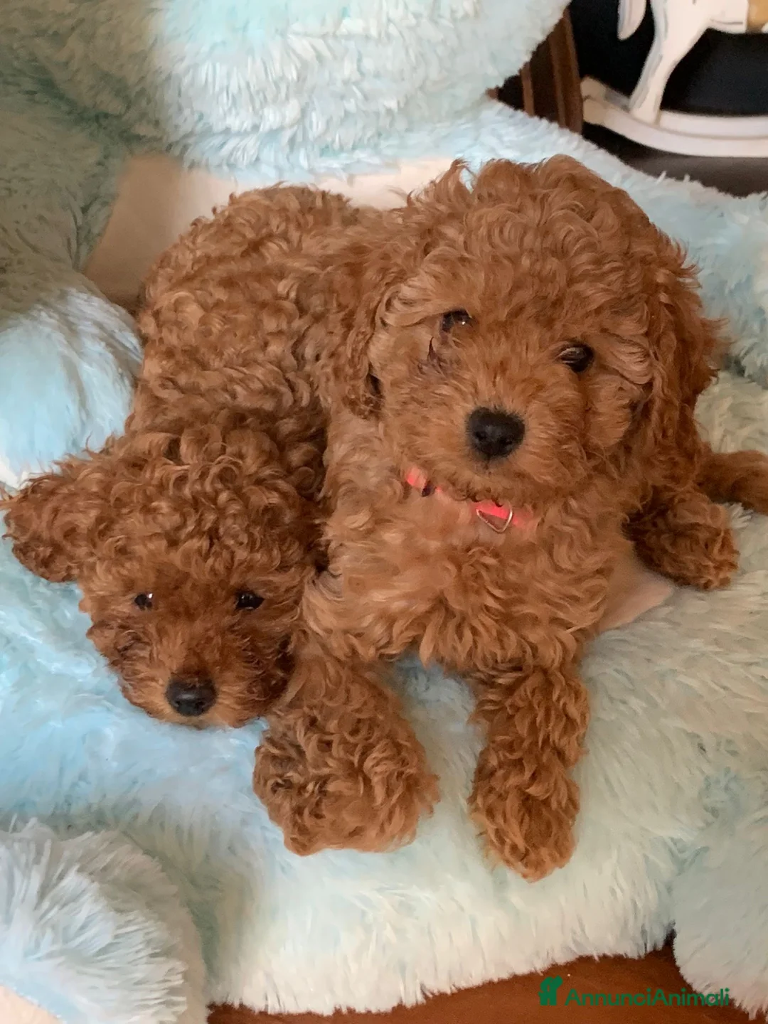 Barboncino cani in vendita: Barboncino nano  - Annuncio 4