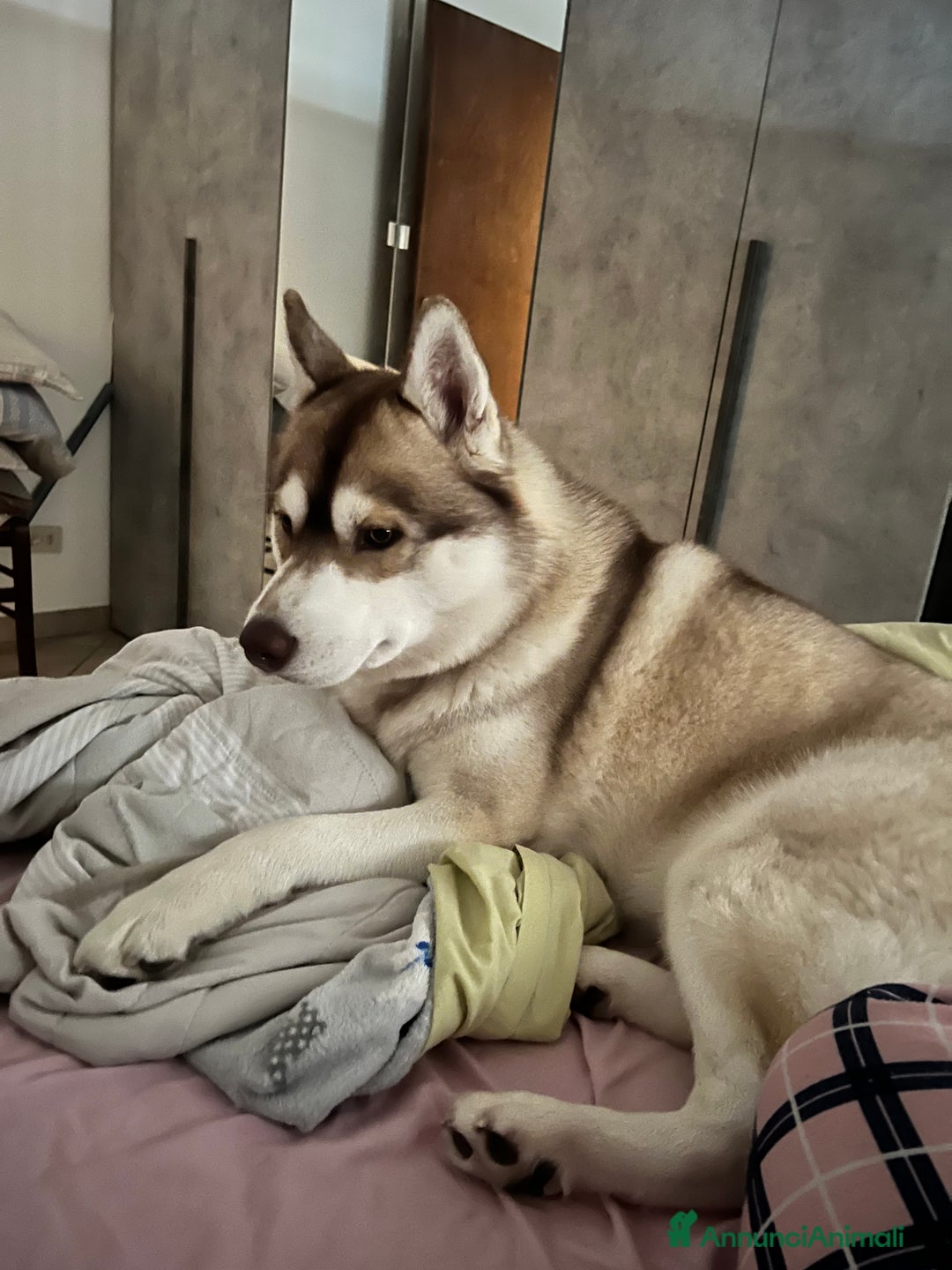 Husky cani per accoppiamento: Dolcissimo Husky per accoppiamento - Annuncio 2