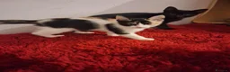 Europeo gatti in regalo: Cuccioli di gatto  - Annuncio 9